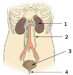 http://img4.wikia.nocookie.net/__cb20130606150133/science/ru/images/f/f7/Illu_urinary_system_numbers.png